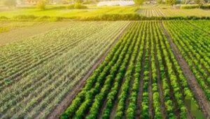 370000 sft land available for lease in laskarichak fatuha patna nearby NH30
